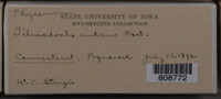 Physarum nutans image